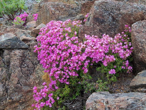 Kalmiopsis photo - from Kalmiopsis Wild